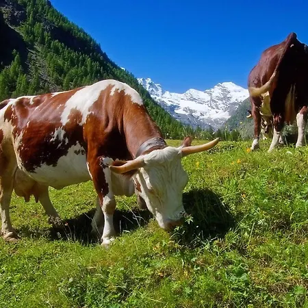 La Dzenta Meizon *